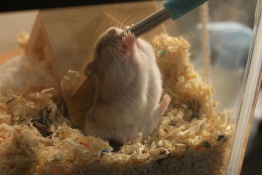 Cute Jungarian Hamster Image (Plusa Fire). Shooting Location: Yokohama-city kanagawa prefecture