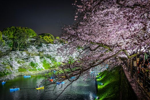 Sakura and boat of Chidorigafuchi. Shooting Location: Tokyo metropolitan area