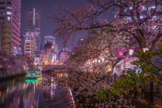 Ookawa Promenade Night Sakura Image. Shooting Location: Yokohama-city kanagawa prefecture