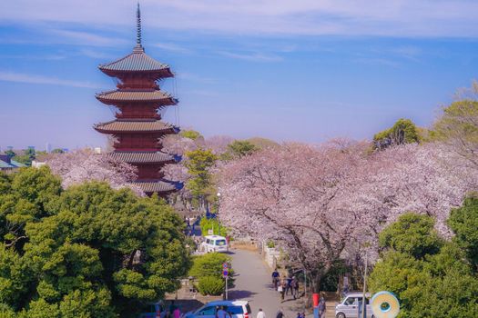 Cherry blossoms and five tower in full bloom. Shooting Location: Tokyo metropolitan area