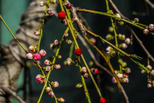 Ume. Shooting Location: Tokyo metropolitan area