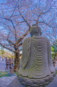Landscape of cherry blossoms in full bloom and Kamakura Haseganji. Shooting Location: Kamakura City, Kanagawa Prefecture