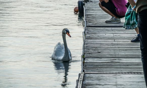 Image of swan. Shooting Location: Yamanaka Yamanashi Prefecture