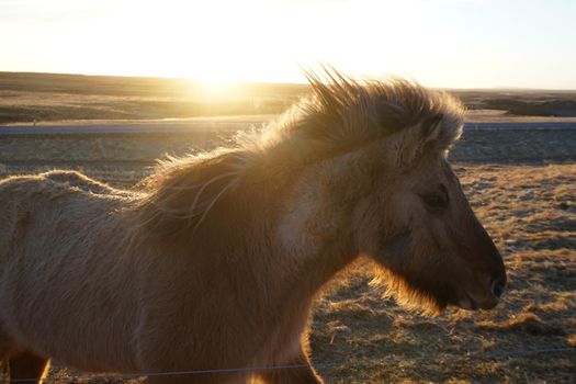 Iceland Horse (at the meadow of Iceland). Shooting Location: Iceland, Lay Cavik