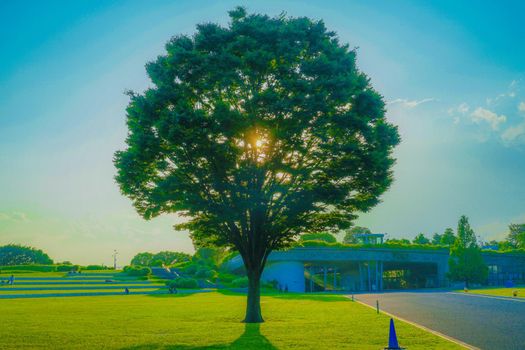 New green large tree and sunshine. Shooting Location: Tachikawa City, Tokyo