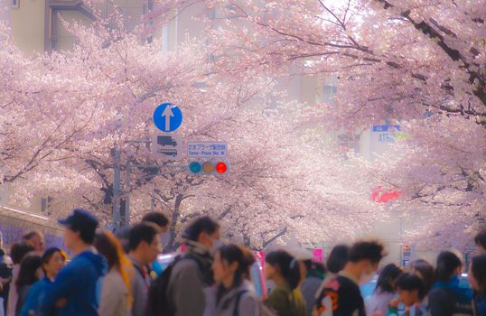 Sakura Sakura of Tama Plaza. Shooting Location: Yokohama-city kanagawa prefecture