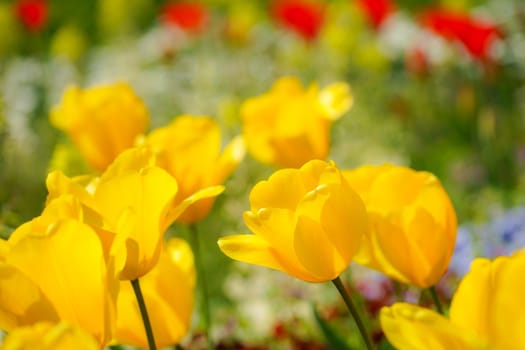 Image of yellow tulip field. Shooting Location: Yokohama-city kanagawa prefecture