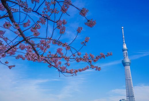 Cherry blossoms and Tokyo Sky Tree. Shooting Location: Tokyo metropolitan area