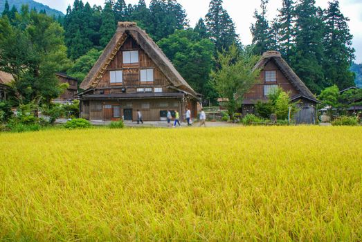 House of Horse roof and autumn paddy (Shirakawayo). Shooting Location: Gifu Prefecture
