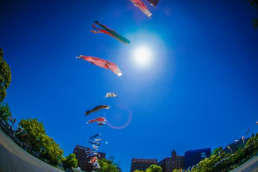 Blue sky and carp streamer. Shooting Location: Yokohama-city kanagawa prefecture