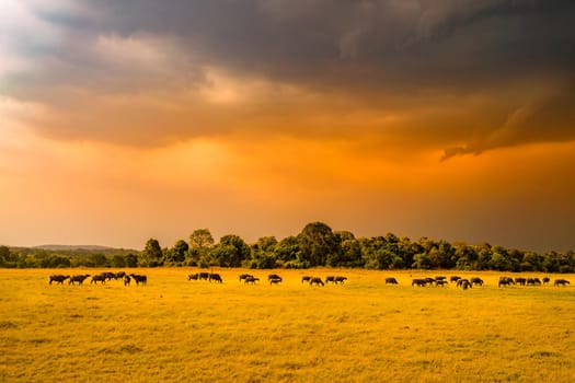 Large group of cattle in Minnelia National Park (Sri Lanka). Shooting Location: Sri Lanka, Candy
