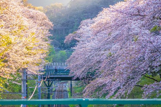 Spring Yamakita Station (Kanagawa Prefecture Ashigarakami-gun). Shooting Location: Kanagawa Prefecture Ashigarakami-gun