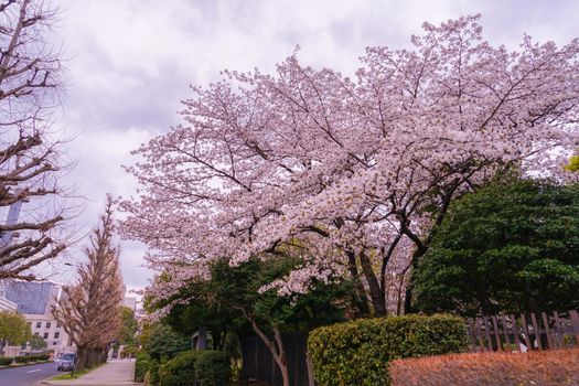 Kasumigaseki Sakura Sakura Line. Shooting Location: Tokyo metropolitan area