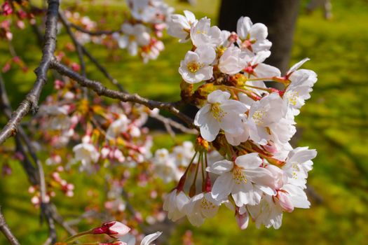 Cherry blossom image. Shooting Location: Tokyo metropolitan area