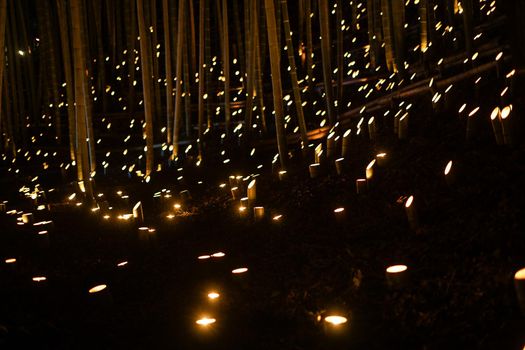 Bamboo Light Up (Koishi Castle Citizen Forest). Shooting Location: Yokohama-city kanagawa prefecture