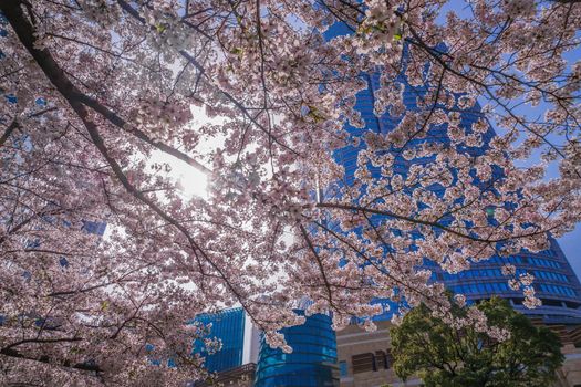 Meki cherry blossoms and Roppongi Hills. Shooting Location: Tokyo metropolitan area