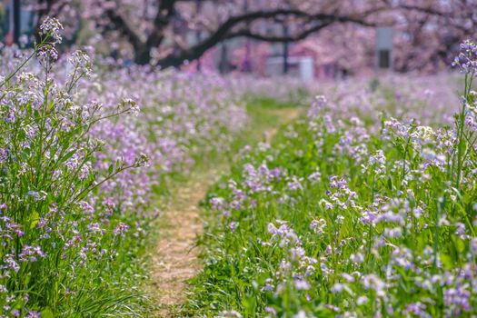 Spring path image. Shooting Location: Tokyo metropolitan area