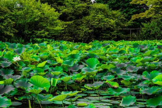 Lotus leaves and pond. Shooting Location: Kamakura City, Kanagawa Prefecture