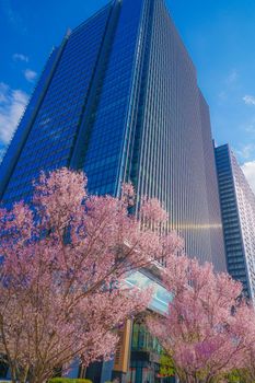 Cherry blossoms of Yotsuyas building and full bloom. Shooting Location: Tokyo metropolitan area