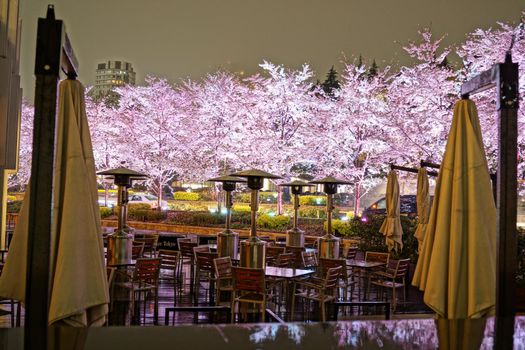 Tokyo Midtown Night Sakura. Shooting Location: Tokyo metropolitan area