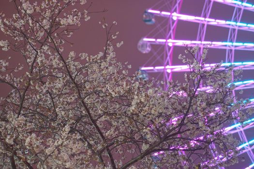 Night cherry blossoms and cosmoklocks. Shooting Location: Yokohama-city kanagawa prefecture