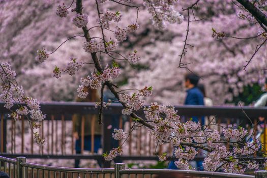 Cherry blossoms in Yoshimoji Green Area Park. Shooting Location: Tokyo metropolitan area