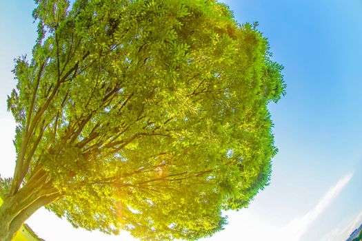 New green large tree and sunshine. Shooting Location: Tachikawa City, Tokyo