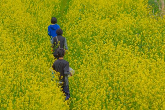 People walking on yellow vegetables flower field. Shooting Location: Tokyo Chofu City