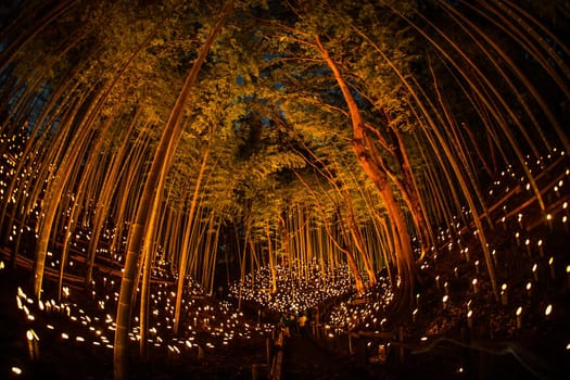 Bamboo forest small diameter light up (Kojo Castle citizens forest). Shooting Location: Yokohama-city kanagawa prefecture