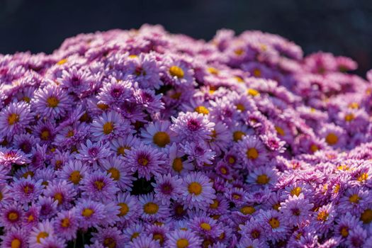 Floral background with pink chrysanthemums.