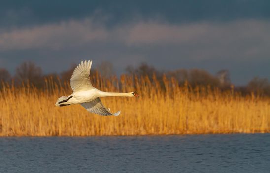 white swan flies over spring lake , spring period