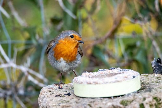 robin sitting on a brick and eating in the morning