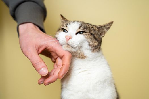 Close-up of a man hand caressing and stroking cat of three colors taken from a shelter on a yellow background. Male hand petting a cat head, love to animals concept. Person petting cat, sweet moment.