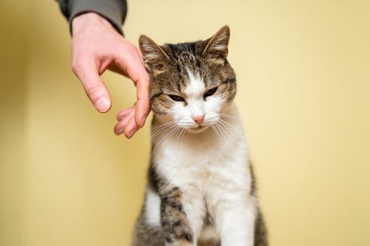 Close-up of a man hand caressing and stroking cat of three colors taken from a shelter on a yellow background. Male hand petting a cat head, love to animals concept. Person petting cat, sweet moment.