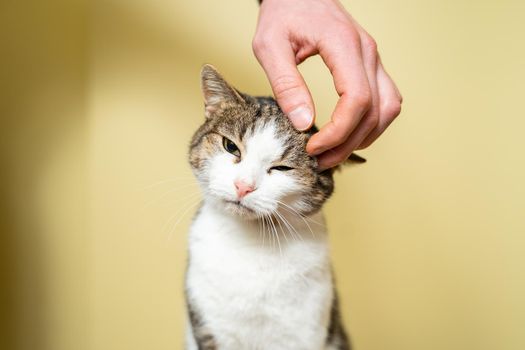 Close-up of a man hand caressing and stroking cat of three colors taken from a shelter on a yellow background. Male hand petting a cat head, love to animals concept. Person petting cat, sweet moment.