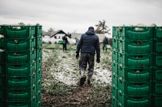 Letuce heads in wooden baskets after manual harvest on organic letuce farm. Agriculture and ecological farming concept