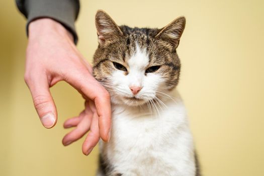 Close-up hand of a volunteer stroking a cute stray cat. The concept of charity and helping animals. Cute happy cat character hug his owner. Pet happy to play with random visitor at the animal shelter.