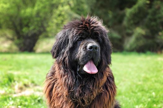 Huge newfoundland dog, with green park in background.