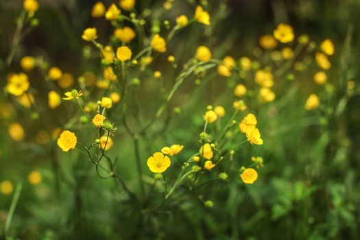 Shallow depth of field (only one blossom in focus) photo - yellow meadow buttercup (Ranunculus acris) flowers on green meadow. Abstract spring background.