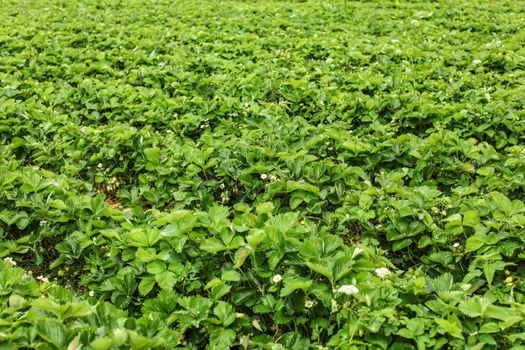 Shallow depth of field photo - strawaberry fields, with unripe fruits and flowers