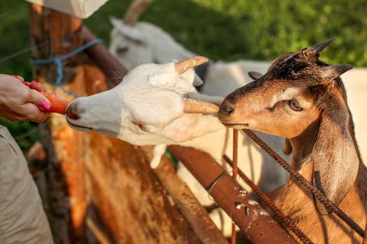 Detail on woman hand, holding carrot feeding it to couple of young goat kids.