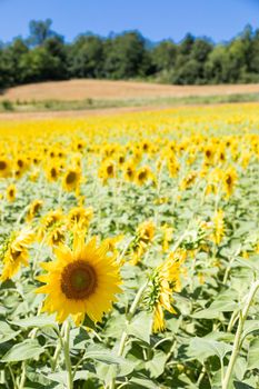 Sunflowers field in Italy. Scenic countryside in Tuscany with deep blue sky.