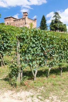 Vineyard in Piedmont Region, Italy, with Grinzane Cavour castle in the background. The Langhe is the wine district of Barolo wine.