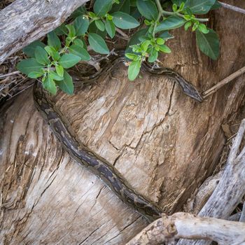 African rock python in Kruger National park, South Africa ; Specie Python sebae family of Pythonidae