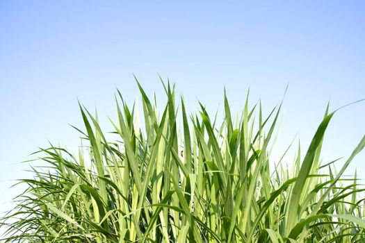 Green grass with blue sky background