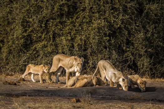 African lion in Kruger National park, South Africa ; Specie Panthera leo family of Felidae