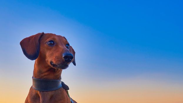 The head of a hunting dog against the blue sky