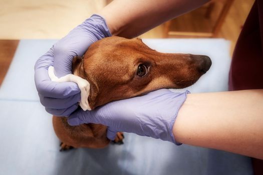 Cleaning the ears of a dog in a veterinary clinic