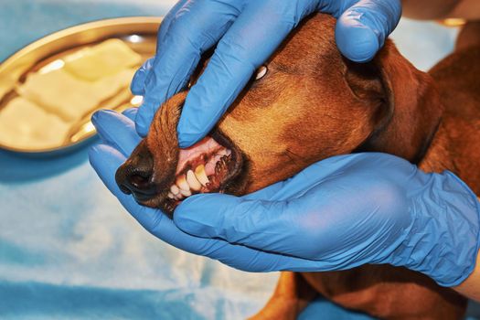 Examination of a dog's teeth at a veterinary clinic close up