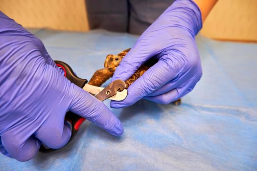 Clipping turtle claws at the veterinary clinic